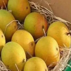 Devgad Alphonso Mango (Jumbo 250-280g)