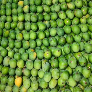 Organic Devgad Alphonso