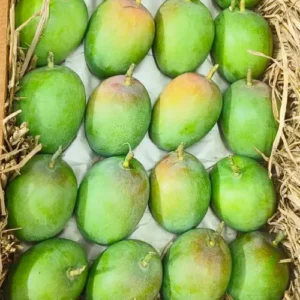 Organic Ratnagiri Alphonso